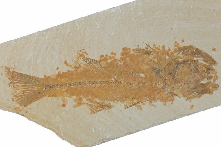 Bargain, Fossil Fish (Mioplosus) - Wyoming #210107